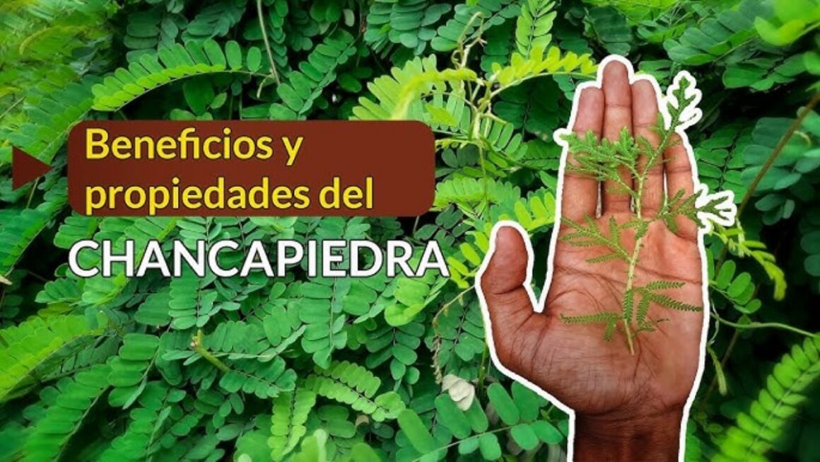 Usos de la Chanca Piedra