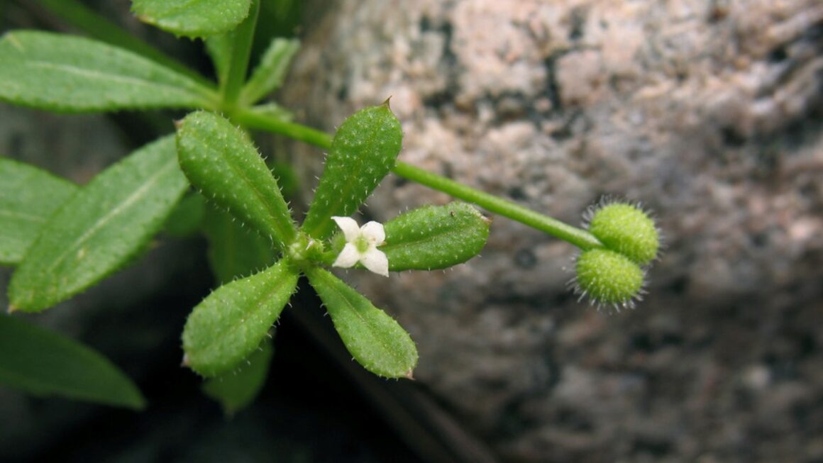 Galium aparine