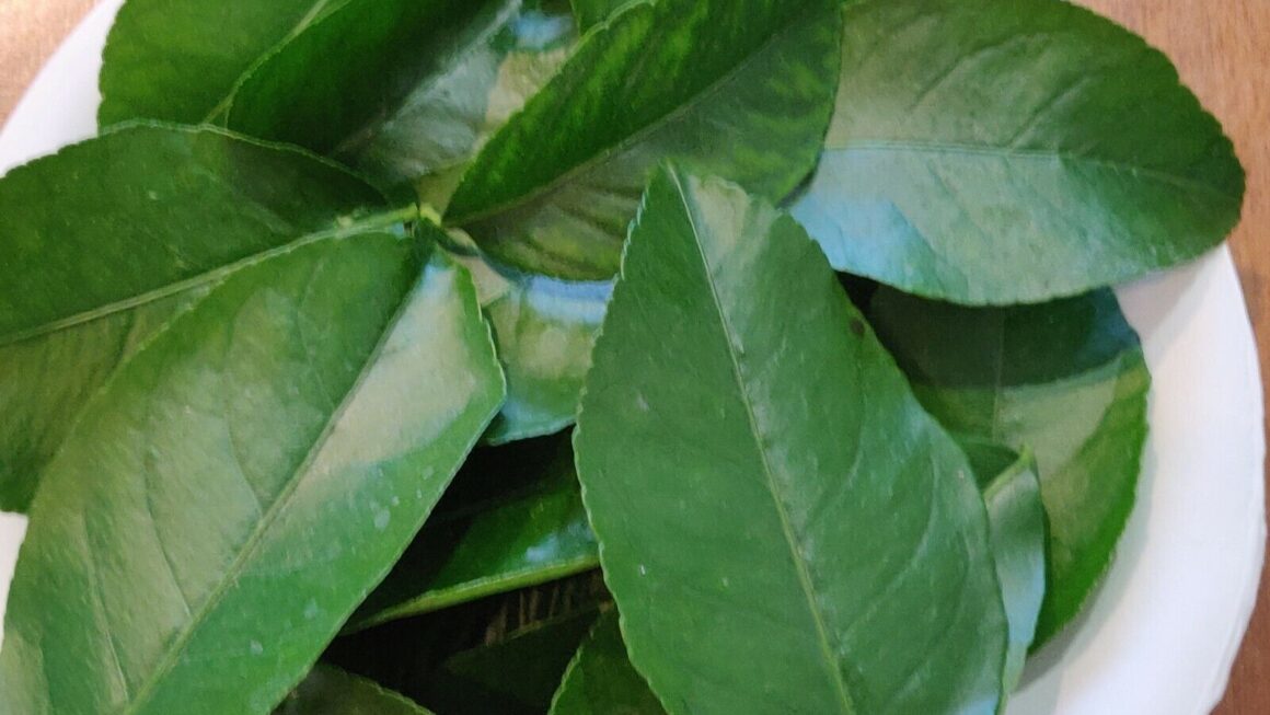 Hojas de limón hervidas