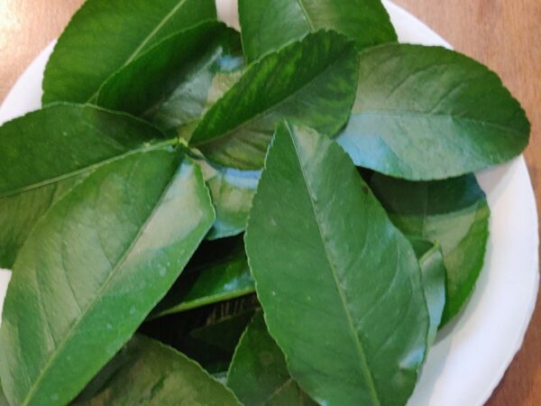 "Beneficios de las hojas de limón hervidas: Remedio natural para caries, mal aliento y 10 problemas de salud"
