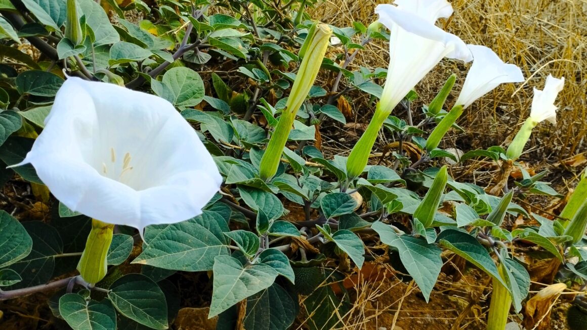 Datura