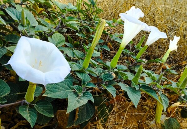 10 Razones por las Cuales Debes Alejar la Planta Datura o Flor de Campana de Tu Entorno