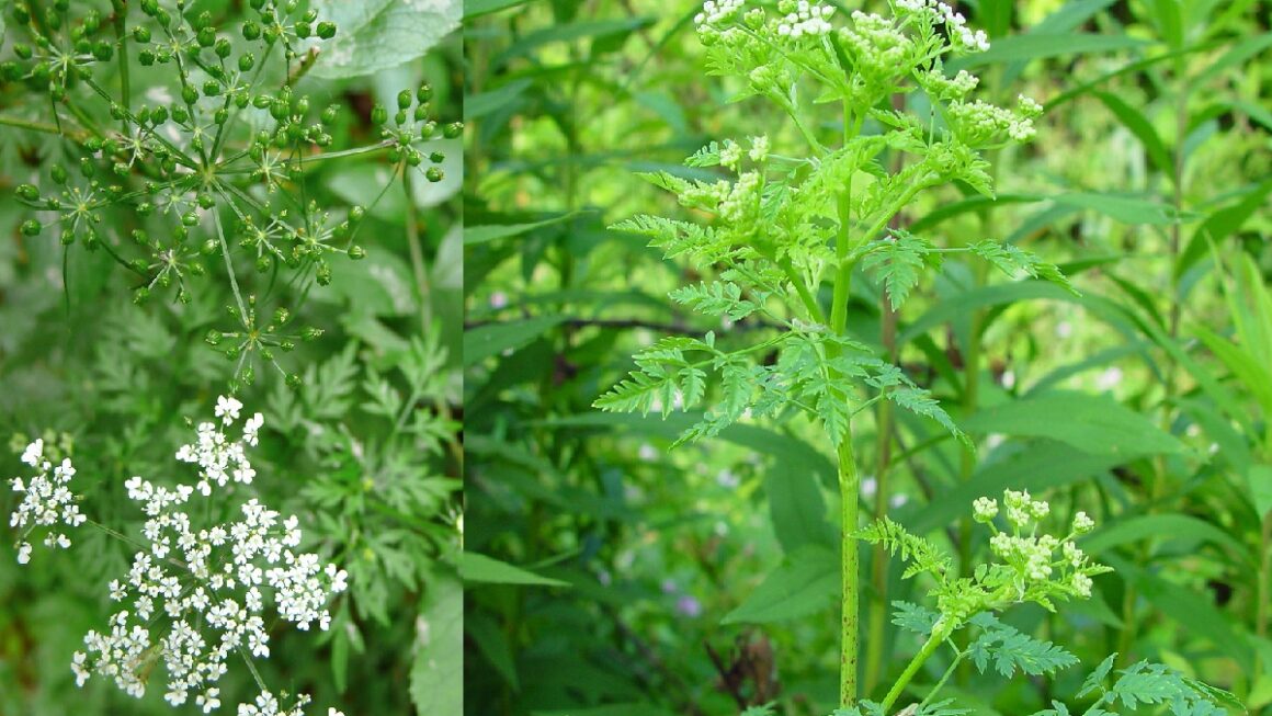 Cicuta o Conium maculatum