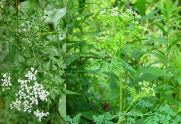 El peligro oculto de la cicuta (Conium maculatum): ¿Por qué es tan mortal y cómo reconocerla?