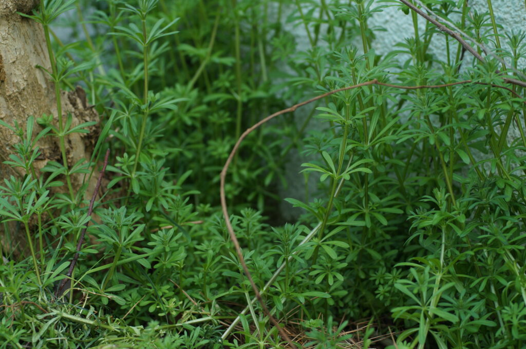 Galium aparine 