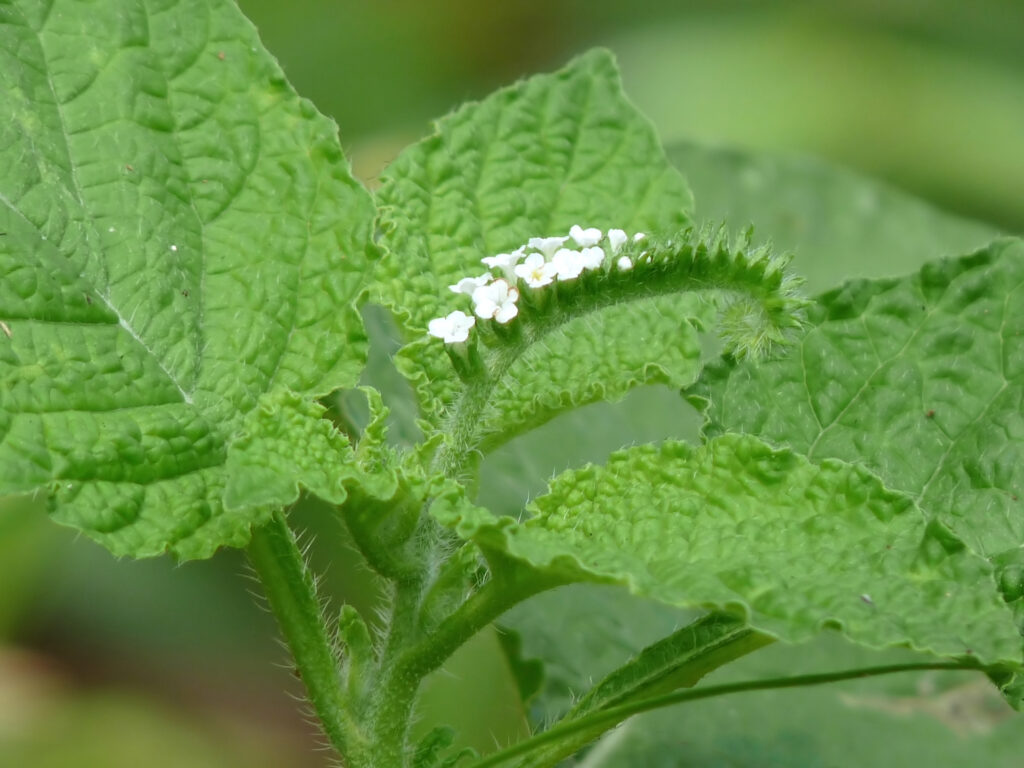 heliotropo 