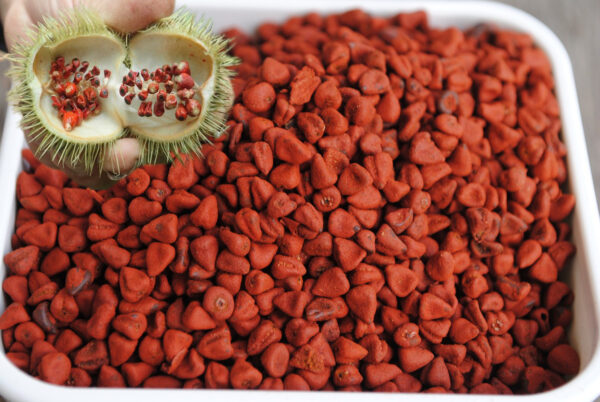 "Descubre los Beneficios del Achiote para la Salud y Cómo Usarlo"