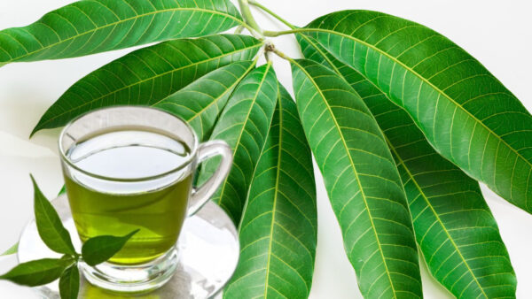 "Beneficios de las Hojas de Mango para la Salud: Usos, Recetas y Consejos de Precaución"
