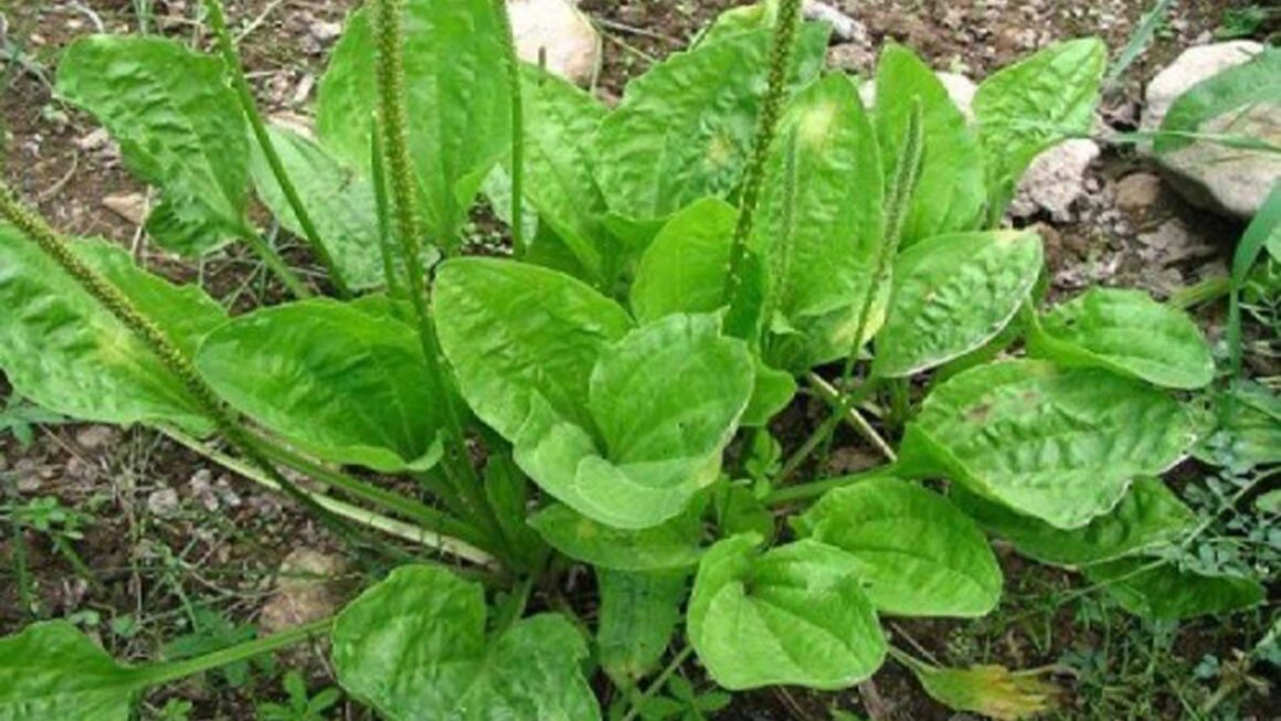 Remedios con llantén