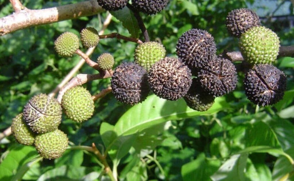 pepas de guázima