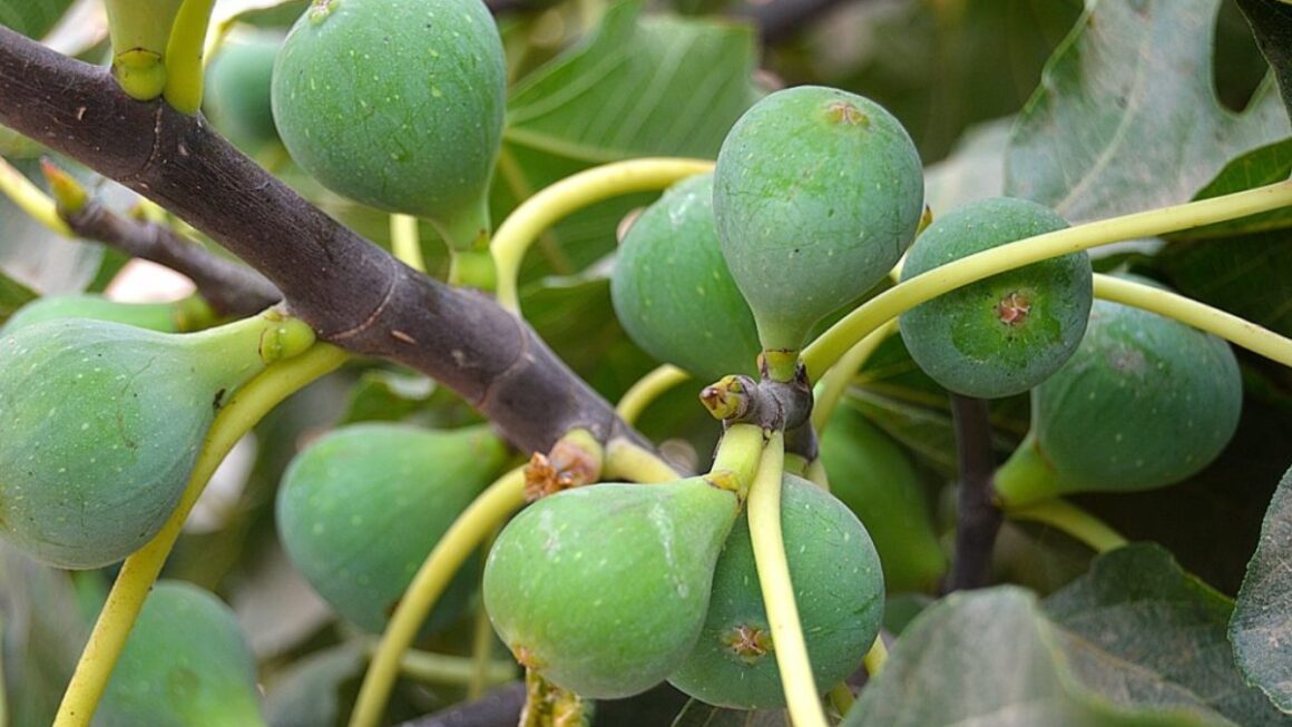 savia de higo