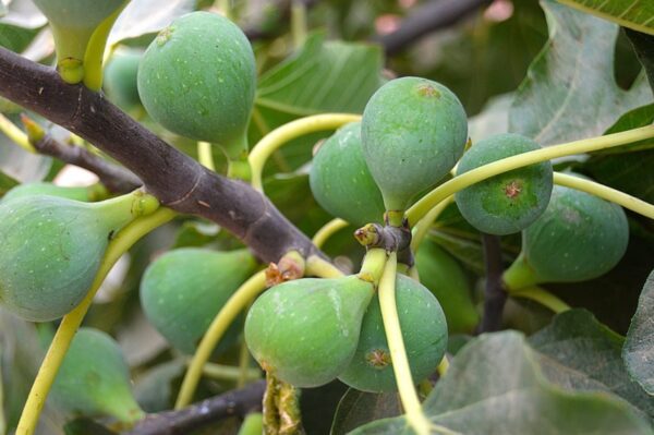 "Savia de Higo: El Secreto Natural para Cuidar Tu Piel y Tu Salud"