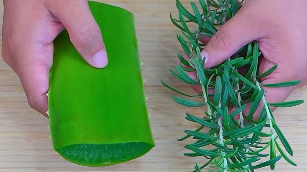 aloe vera y romero