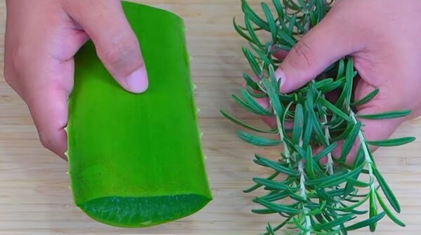 "Aloe Vera y Romero: El Poderoso Duo para Purificar, Combatir Hongos y Mejorar la Salud"