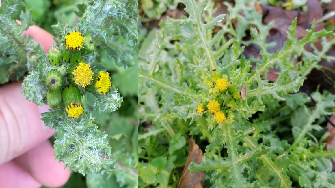 Senecio vulgaris