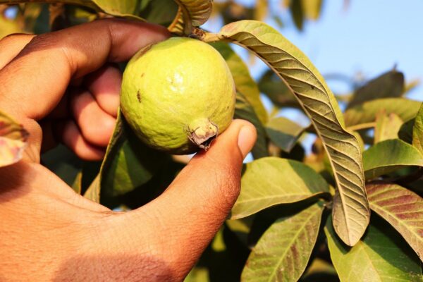 "El Poder de la Guayaba: 30 Beneficios y Recetas Naturales que Debes Conocer"