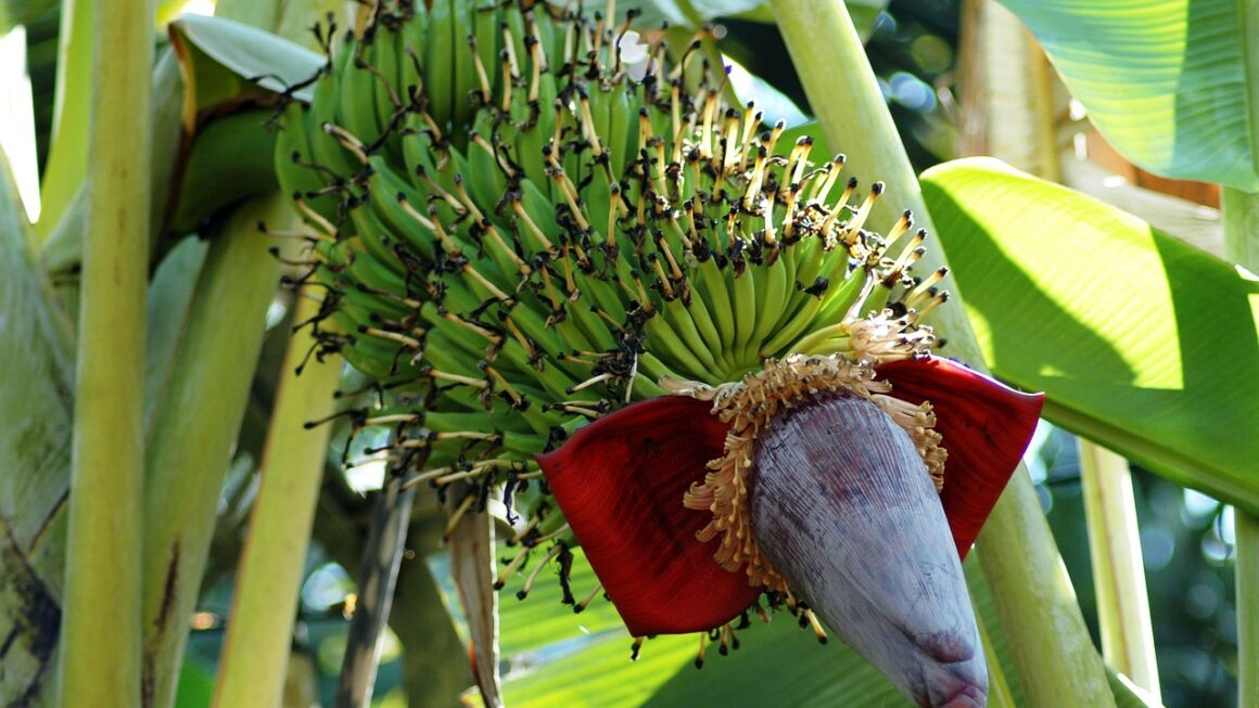 manzana del plátano