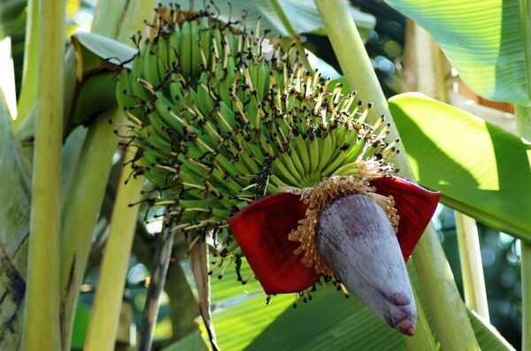 5 Usos Sorprendentes de la Manzana del Plátano que No Conocías