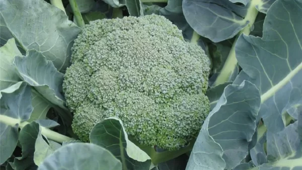 Hojas de Brócoli: Descubre Sus Beneficios, Usos Medicinales y Recetas para una Salud Óptima