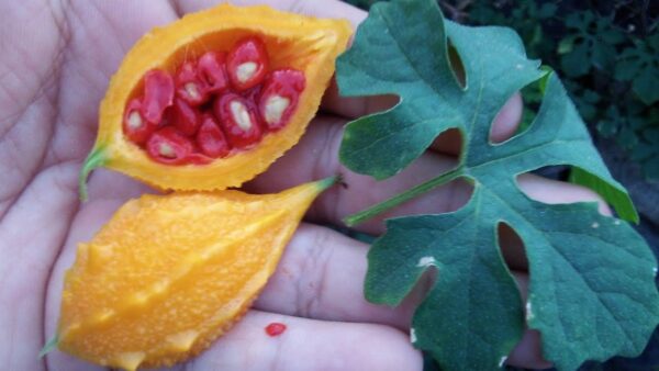 "Cundeamor: Una planta milagrosa con múltiples nombres y beneficios para la salud"