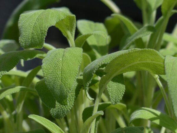 Cómo Aprovechar las Hojas de Salvia para Tratar 14 Problemas de Salud: Guía Completa