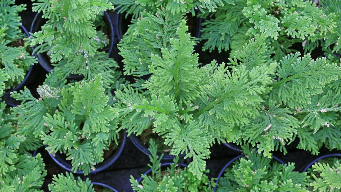 Selaginella