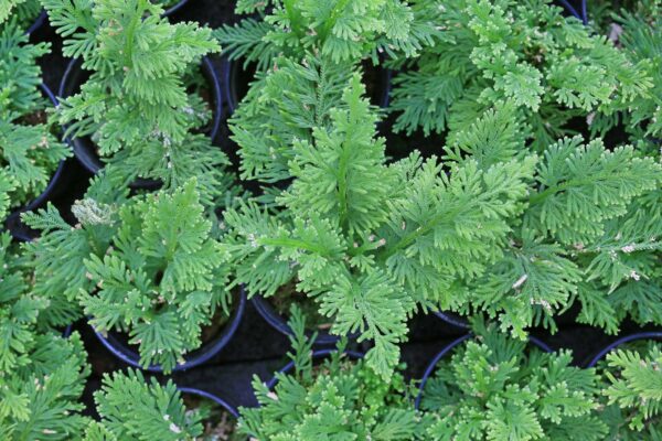 "La Planta Selaginella: Propiedades Medicinales y Cómo Tratar Más de 15 Problemas de Salud"