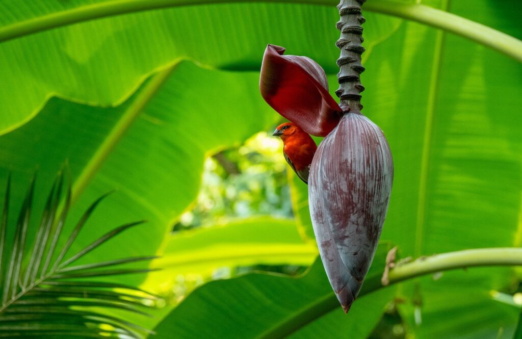 manzana del plátano