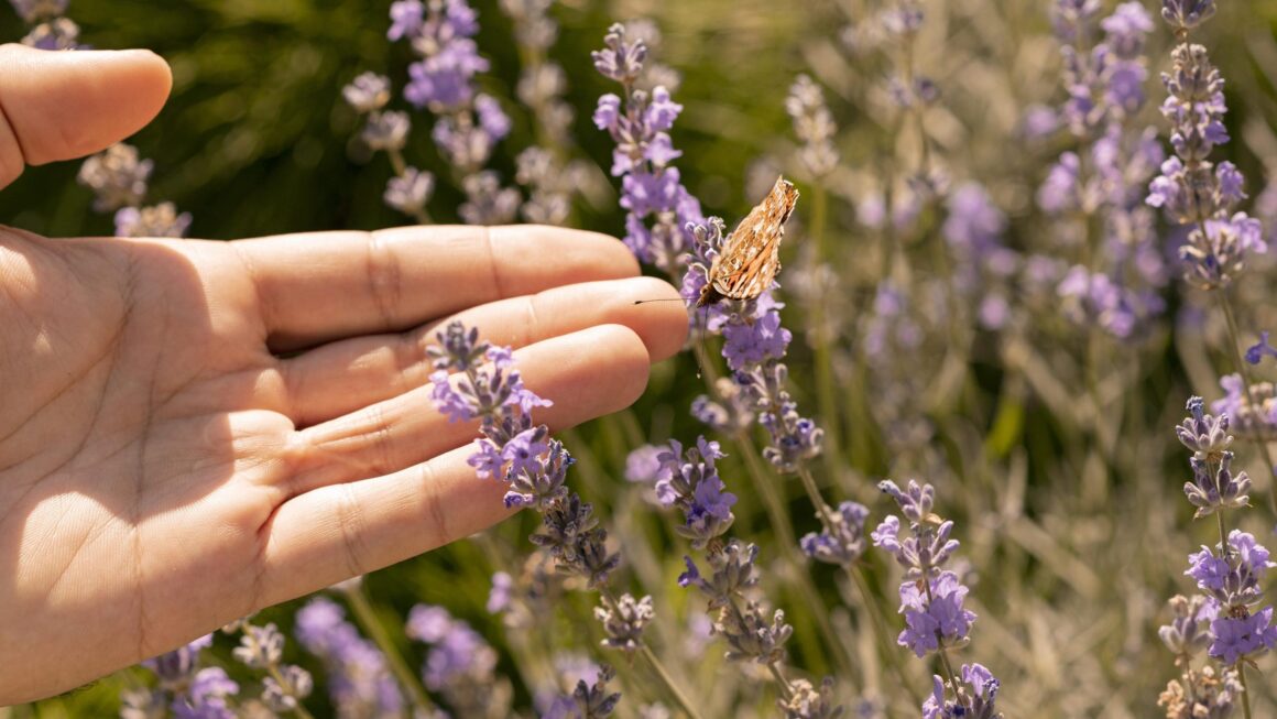 la Lavanda