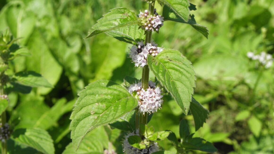 Mentha arvensis