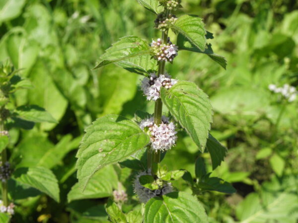 Mentha arvensis: Usos, 22 Beneficios y Propiedades