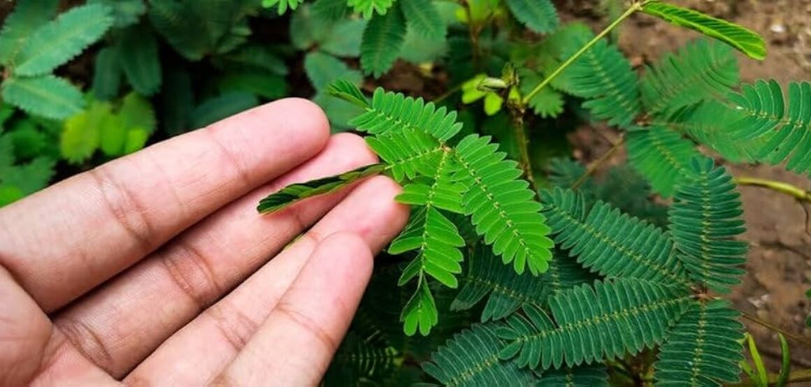 Mimosa Pudica