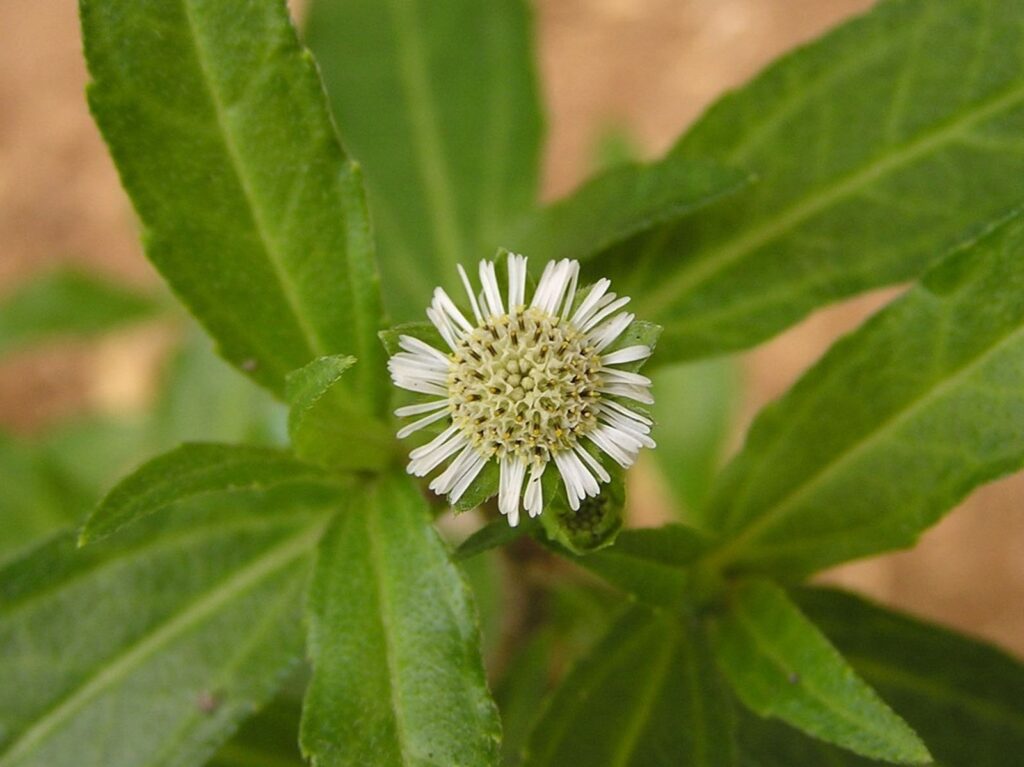 Eclipta Prostrata