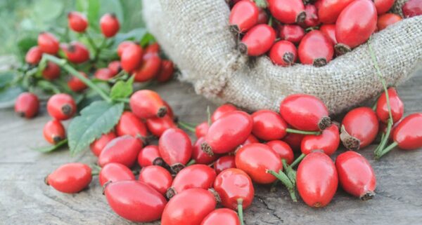 30 Beneficios y Usos de la Rosa Mosqueta y sus Otros Nombres
