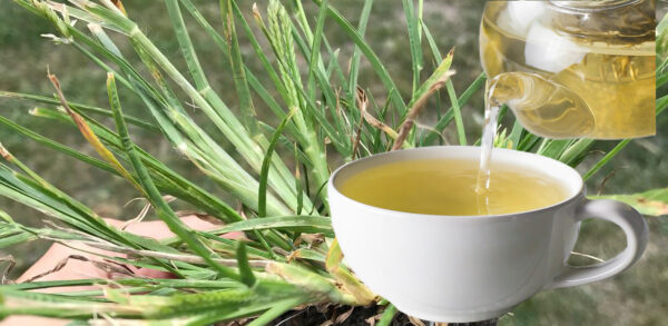 Goosegrass: Lo que No Te Han Contado Sobre la Hierba que Puede Salvar Tu Vida