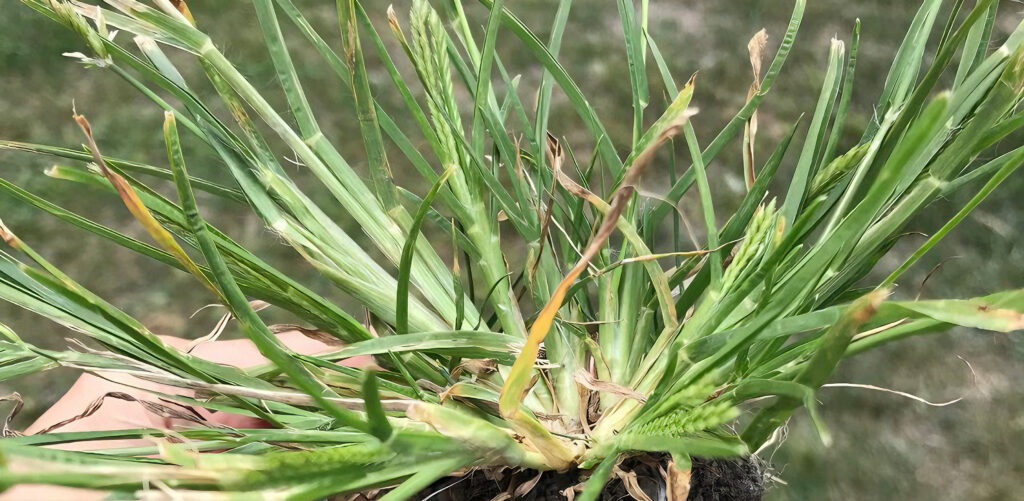 Qué es Goosegrass