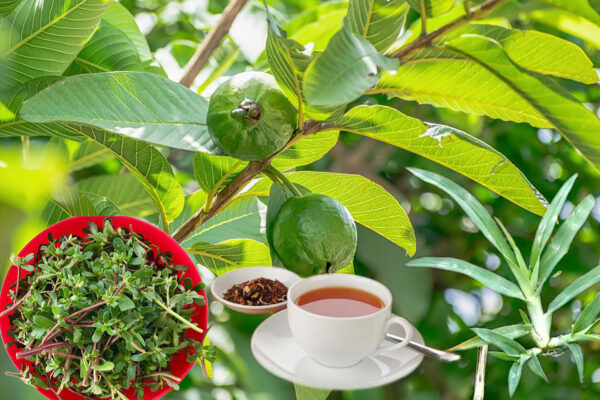 "Beneficios de las Hojas de Guayaba, Goosegrass y Verdolaga para la Salud"