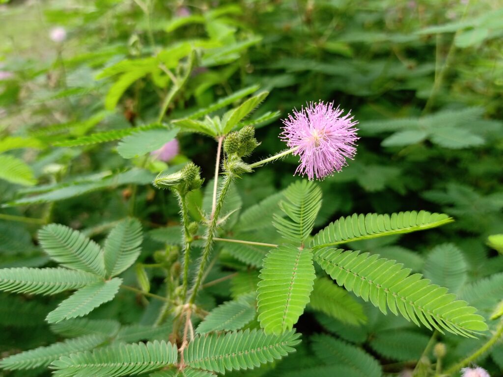 Mimosa Pudica