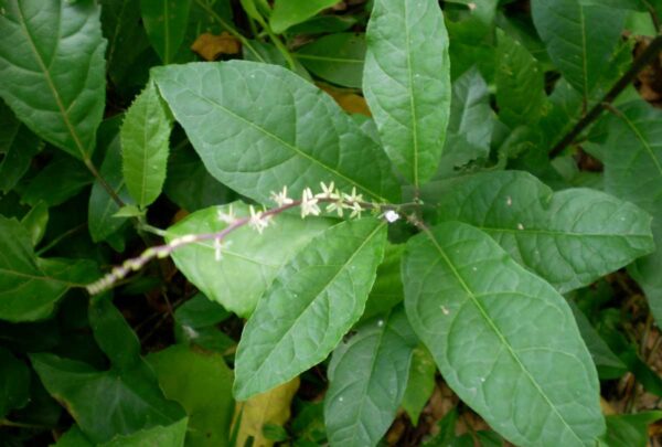 Anamú: Una Planta Milagrosa con Increíbles Propiedades Medicinales
