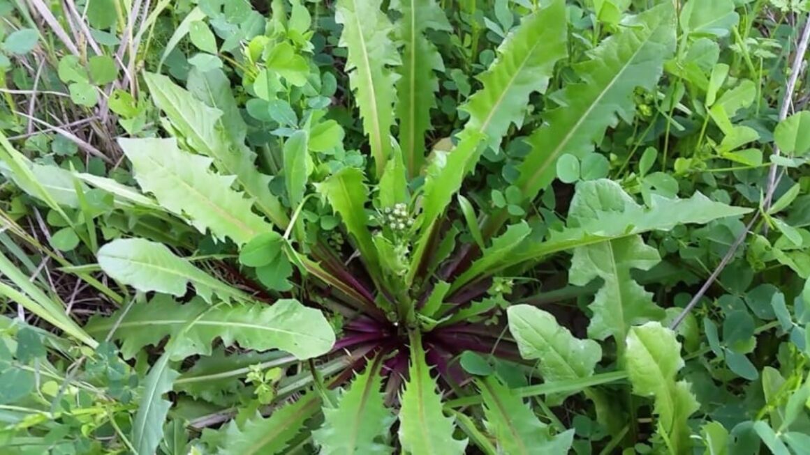 lechuga espinosa