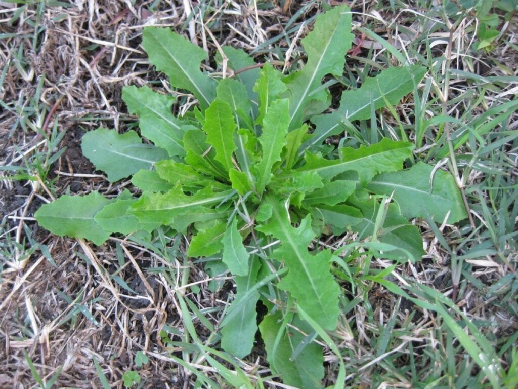 lechuga espinosa