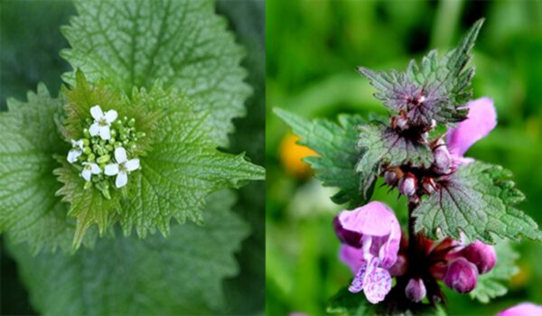 Ortiga Muerta Morada: Usos, Beneficios y Recetas Caseras para la Salud