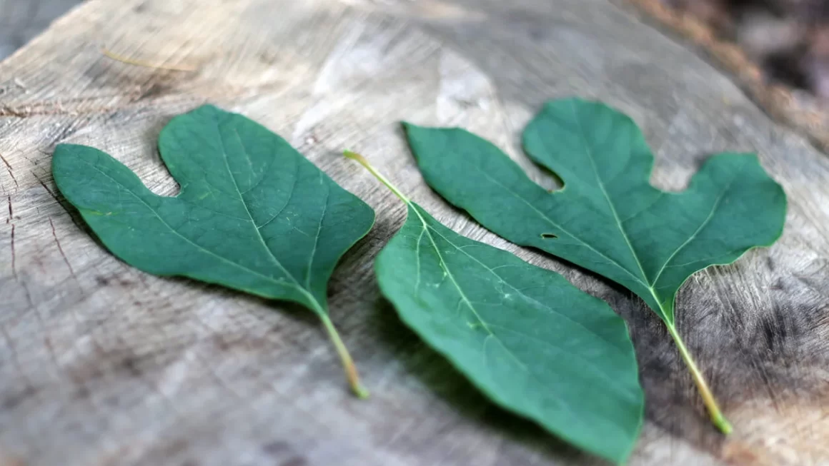 sassafras