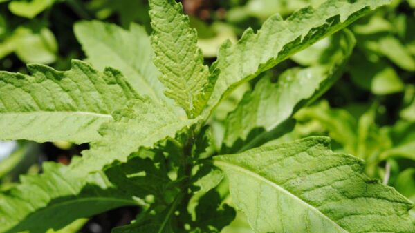 "5 Usos del Mastruz para la Salud y Sus 40 Beneficios Naturales"