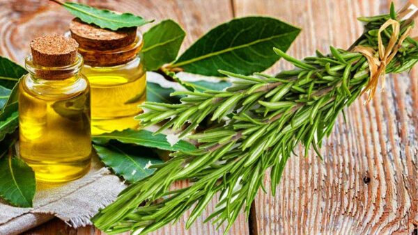 Recetas de Aceite de Oliva y Romero para el Cuidado Capilar y Más