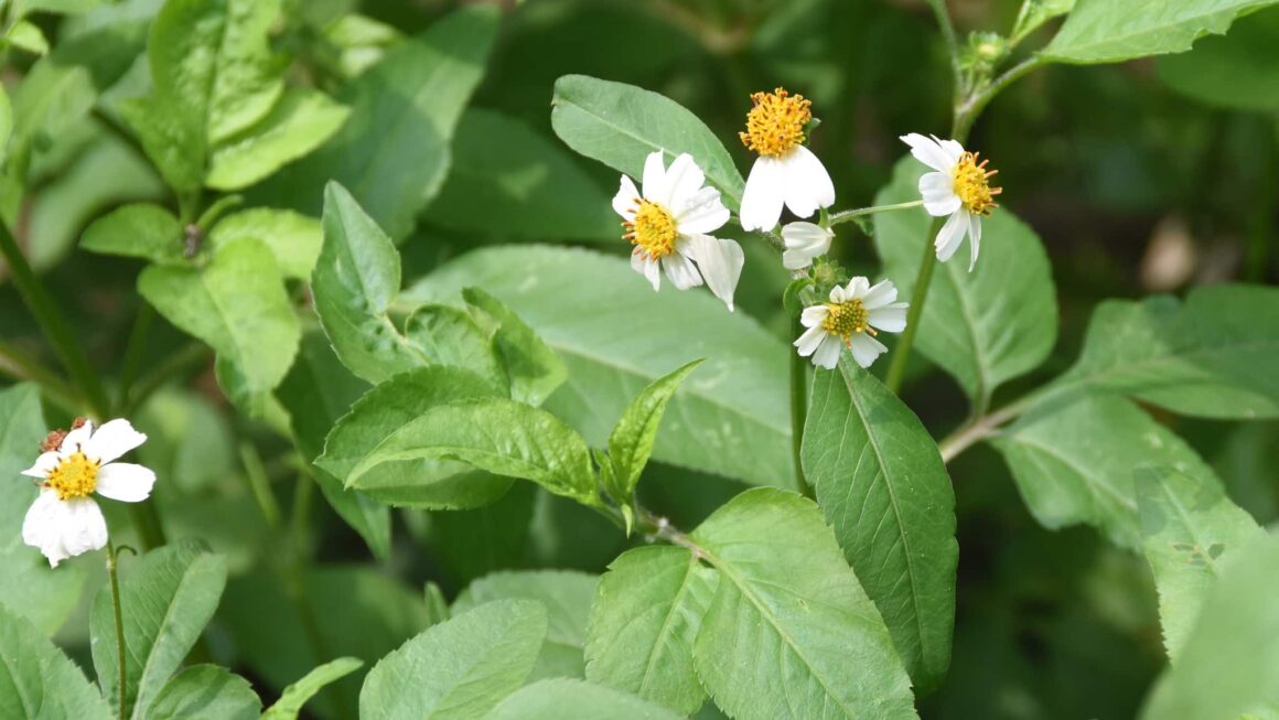 Bidens pilosa