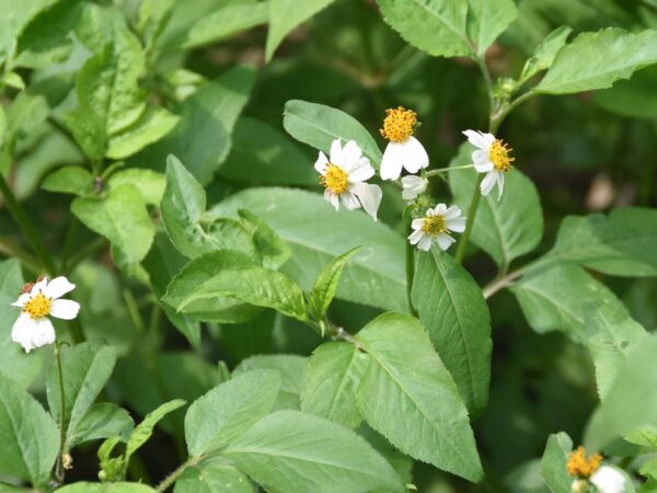 Recetas con Bidens pilosa: Infusión y cataplasma para la salud