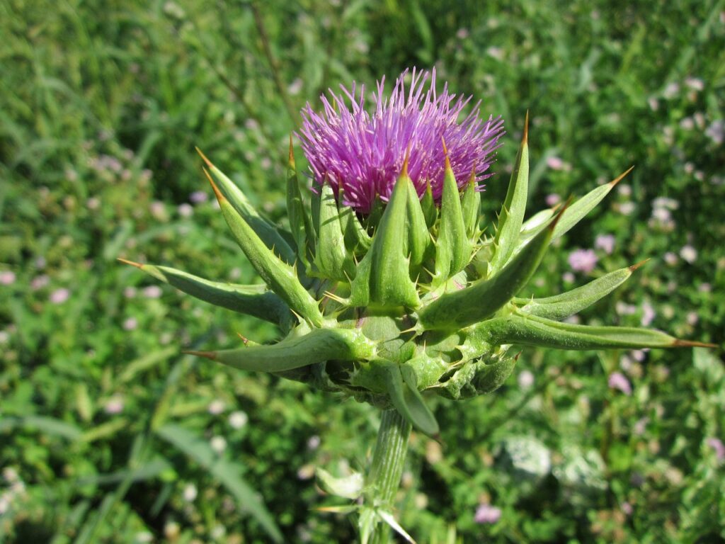 Cardo Salvaje