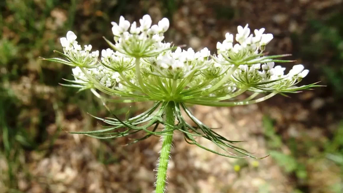 zanahoria salvaje