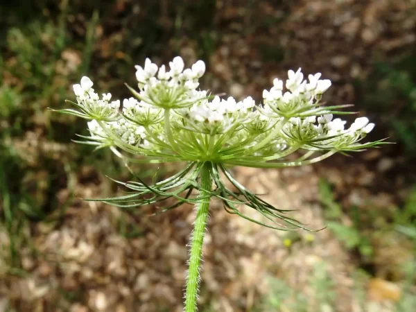 "Descubre los beneficios medicinales de la zanahoria salvaje"